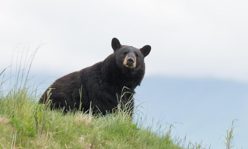 American black bear (Ursus americanus) in Alaska, United States