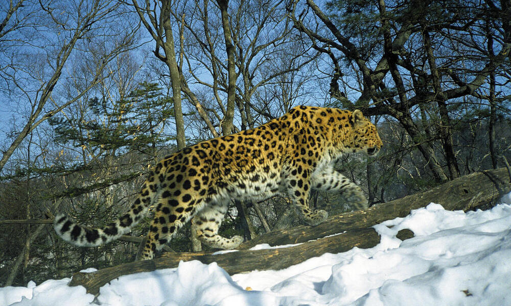 Amur Leopard