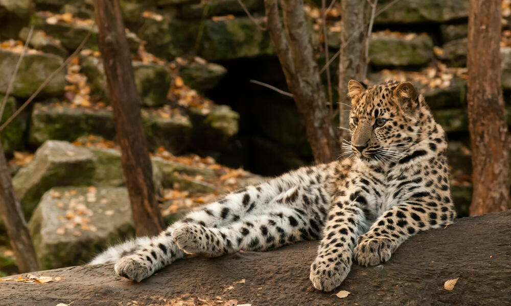 amur leopard habitat forest