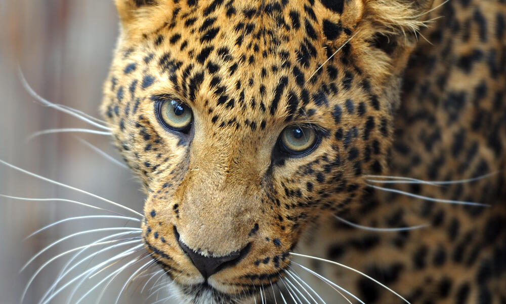 How fast are Amur leopards? And 9 other Amur leopard facts | Stories | WWF