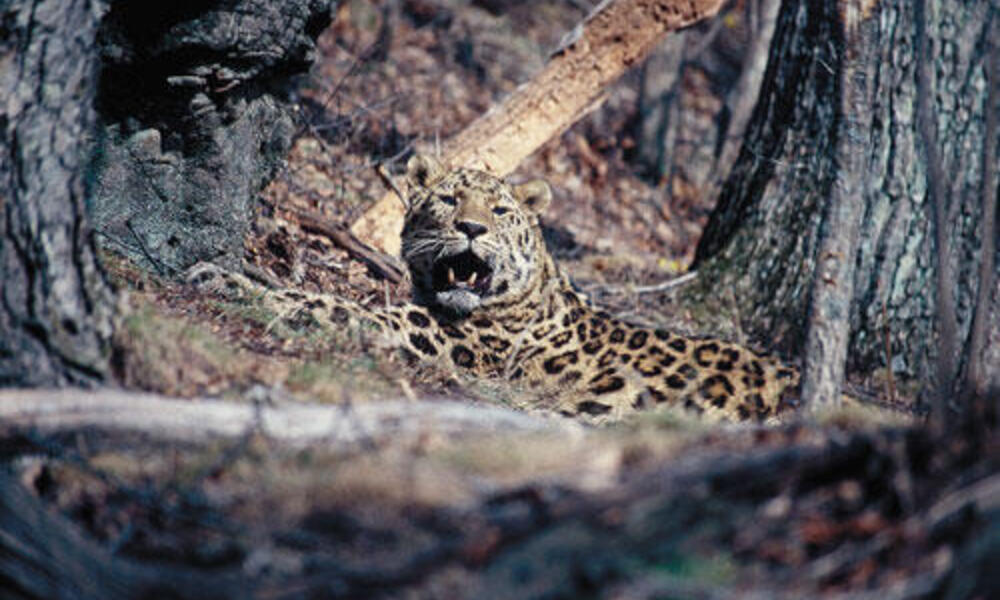 Leopard facts, photos, sounds and news