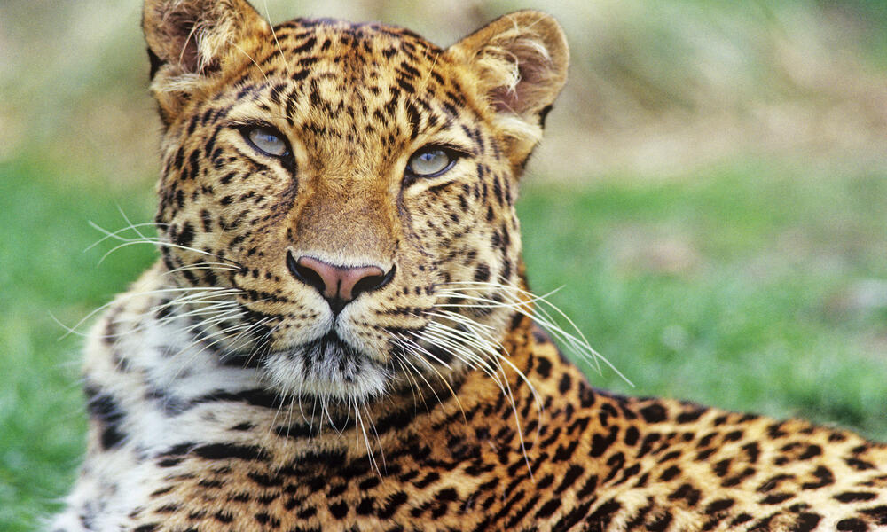 amur leopard habitat map