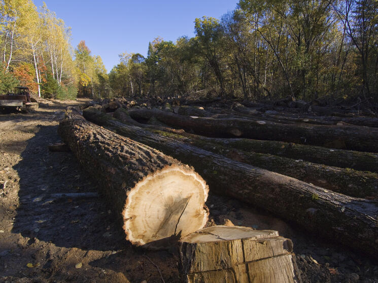 Illegal logging operation, Russian Far East