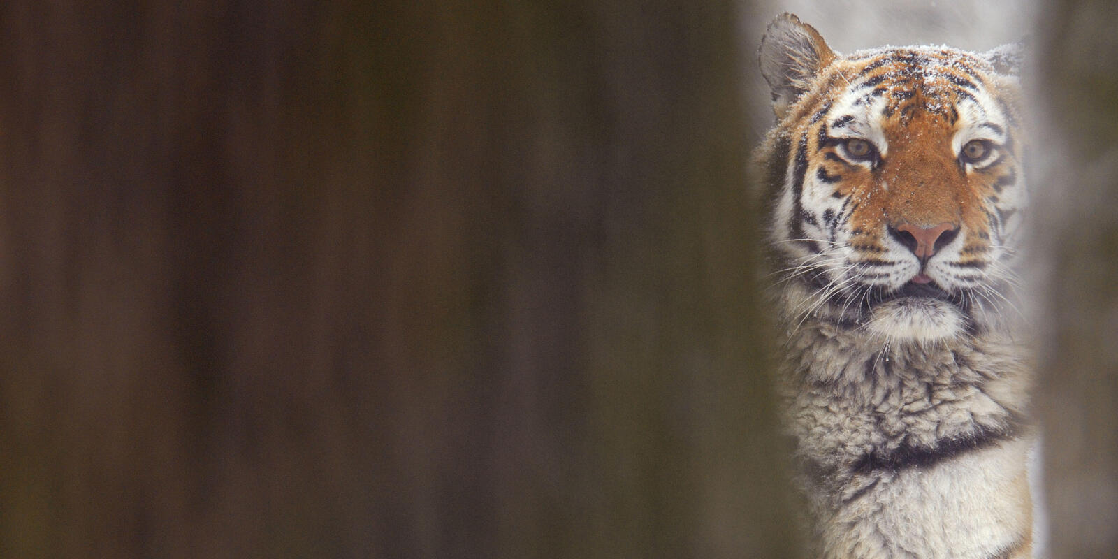 Northern Tiger Cat – International Society for Endangered Cats