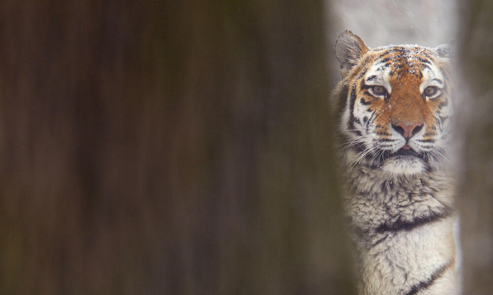 Amur Tiger 