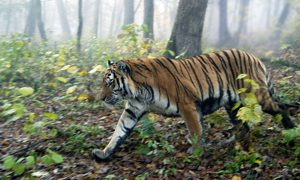 tigers in the forest