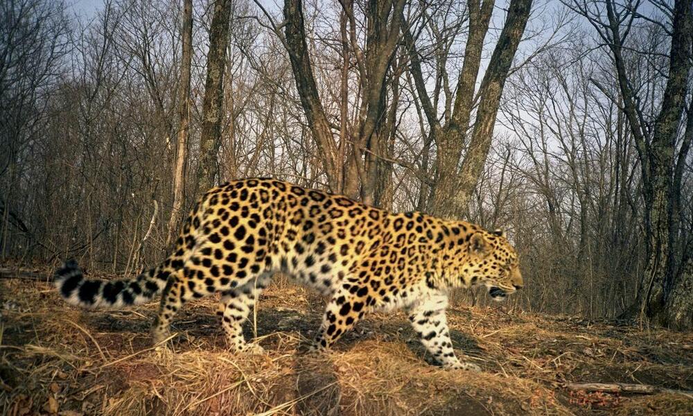 camera trap image of Amur leopard