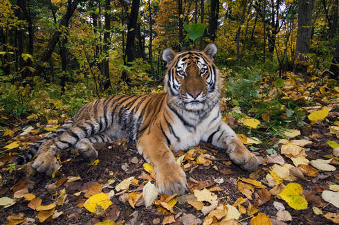 Male Amur tiger in the forest