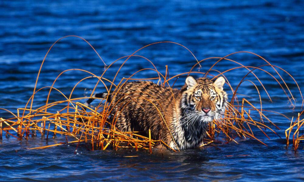 Amur tiger in lake