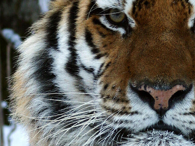 Bringing Back Tigers | Magazine Articles | WWF