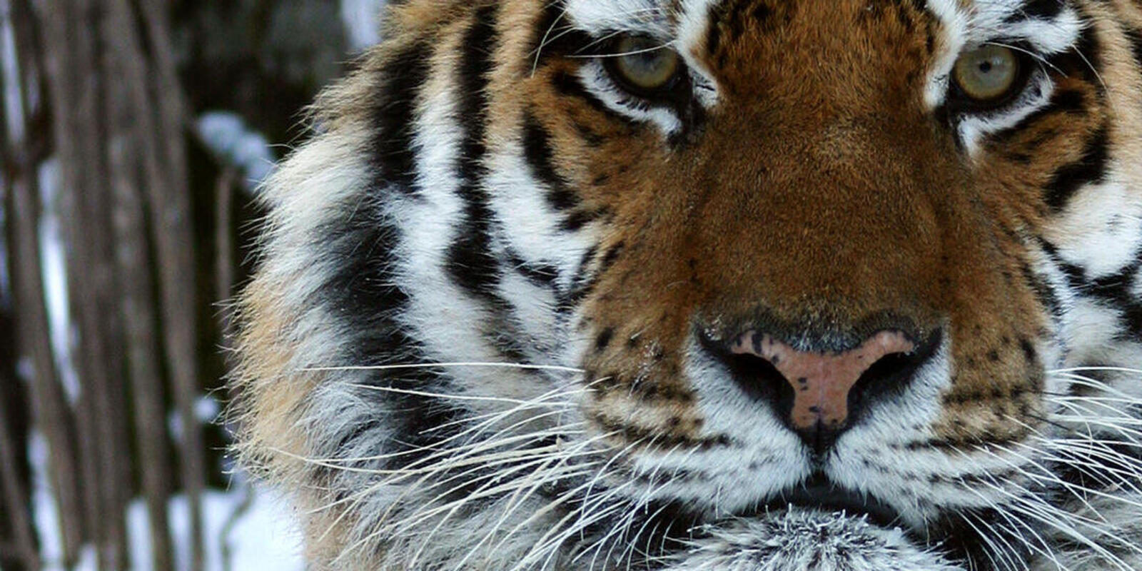 Bengal Tigers May Lose a Vital Habitat by 2070, Smart News