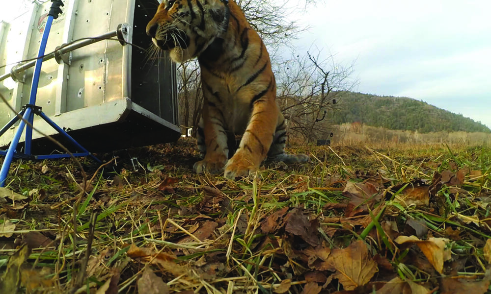 Amur tiger release WWF Russia