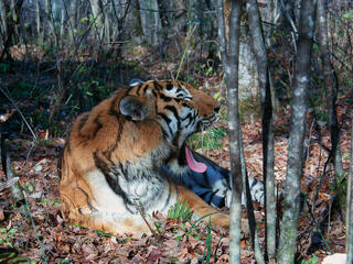Amur Tiger Yawning
