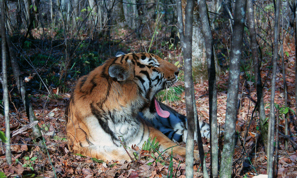Amur Tiger Yawning