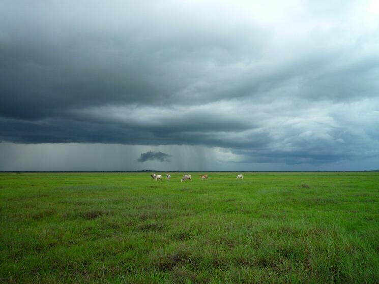 Animals on green field under stormy sky