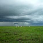 Animals on green field under stormy sky