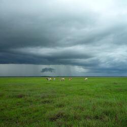 Animals on green field under stormy sky
