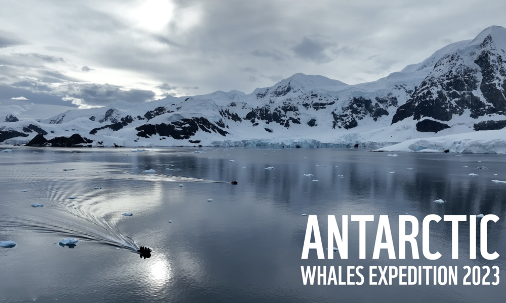 Antarctic Ocean/Ice