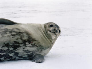 Weddell Seal 