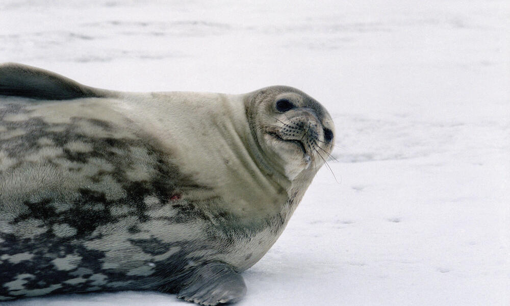 Weddell Seal 