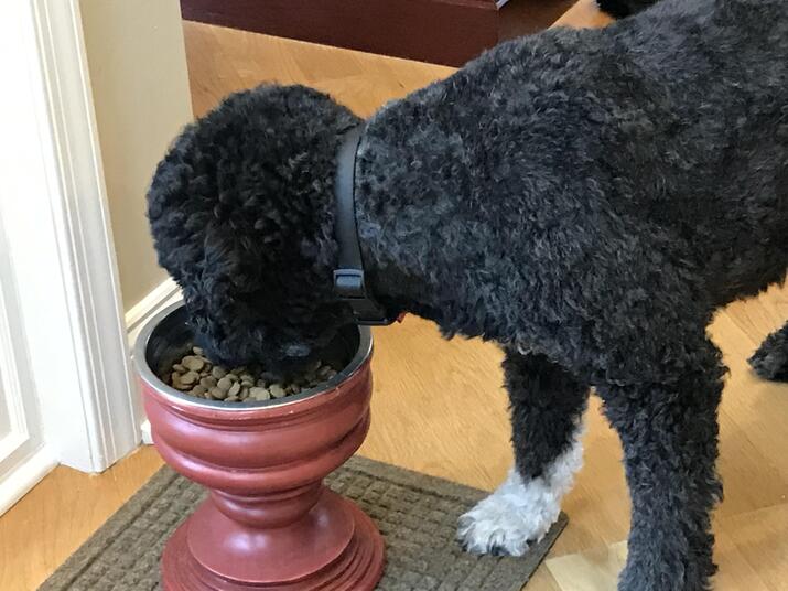 A dog eats food from a bowl