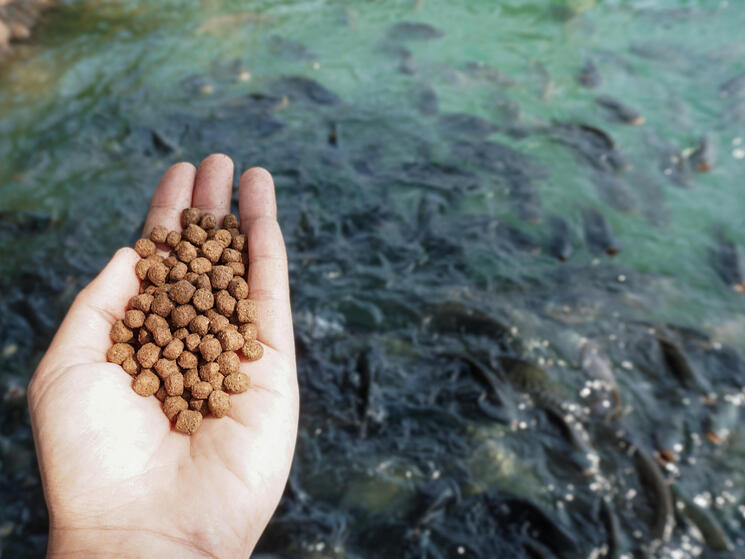 a person holds feed pellets over a group of fish in a pond