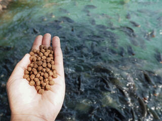 a person holds feed pellets over a group of fish in a pond