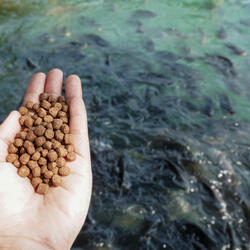 a person holds feed pellets over a group of fish in a pond