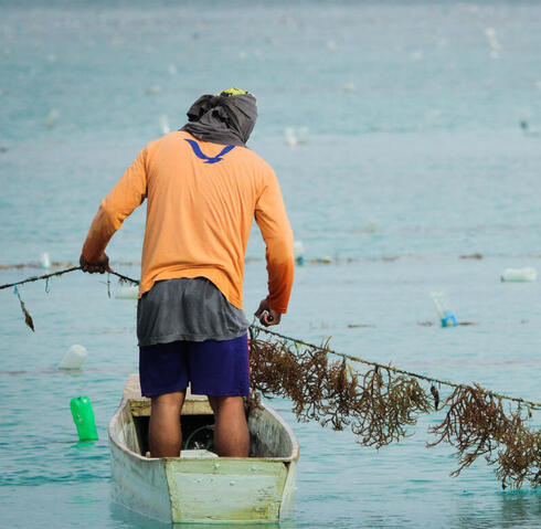 Person standing a canoe holding line of plants in water