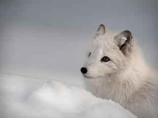 Arctic fox licks nose