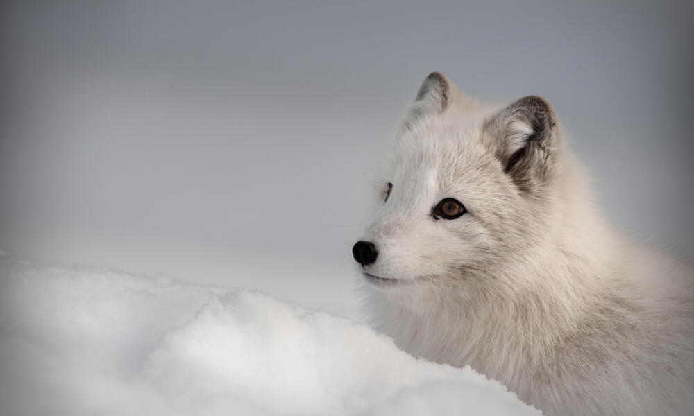 Arctic Fox | Species | WWF