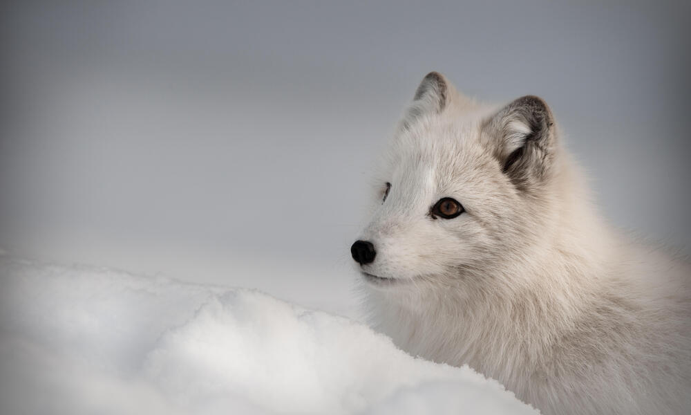 arctic fox in the tundra