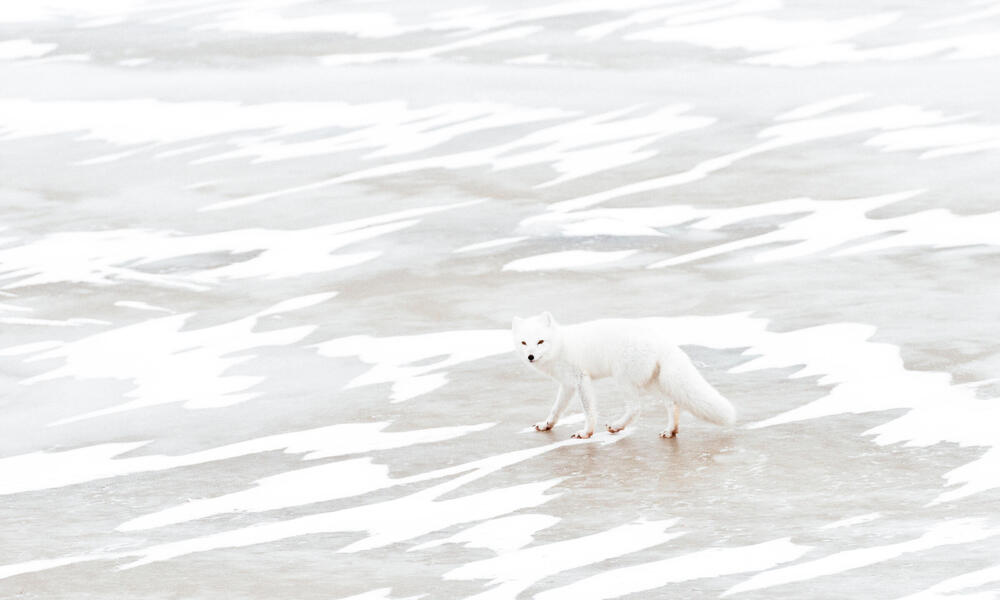 Arctic fox crosses pond