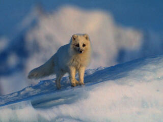 An arctic fox sits on a rock