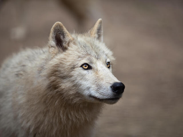 grey and white wolf