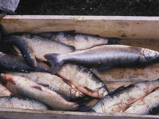 Arctic fish species, White fish