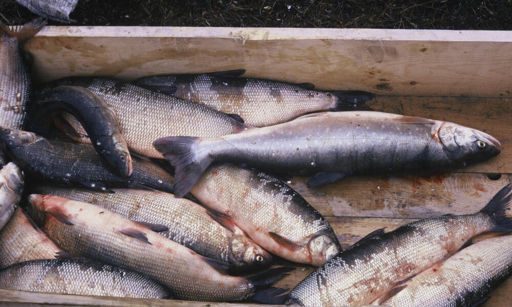 Arctic fish species, White fish