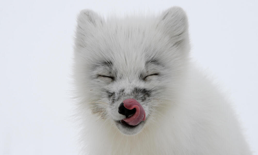 Arctic fox licking its face