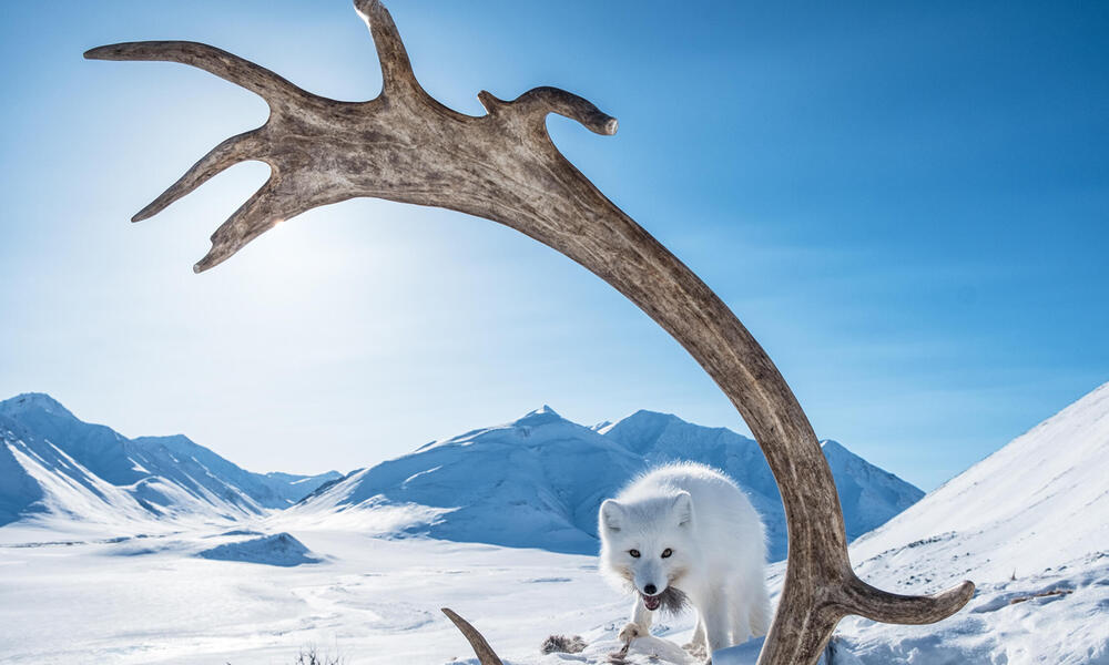A white Arctic fox stands on snowy ground behind a large caribou antler feasting on the carcass while looking at the camera