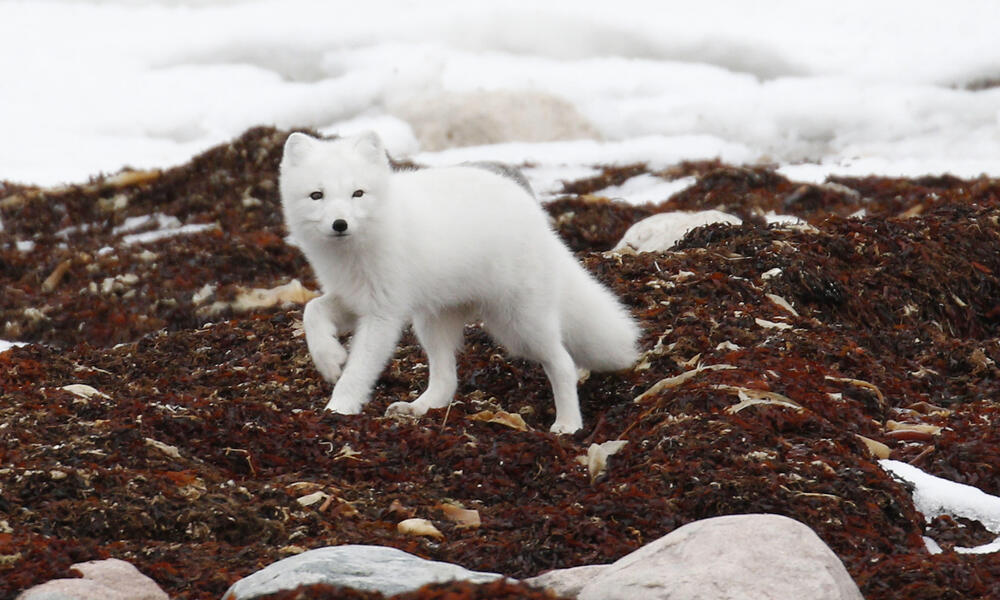 Arctic fox (Vulpes lagopus) in Churchill, Manitoba, Canada