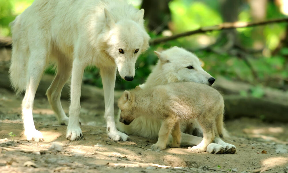 5 remarkable animal dads | Stories | WWF