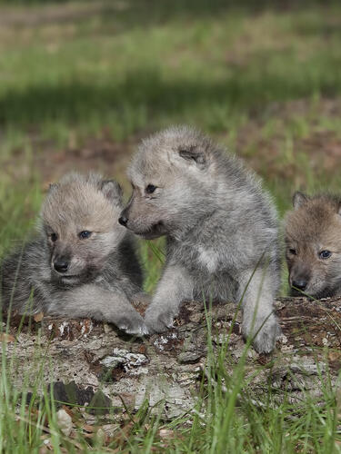 Arctic wolf pups