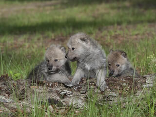 Arctic wolf pups