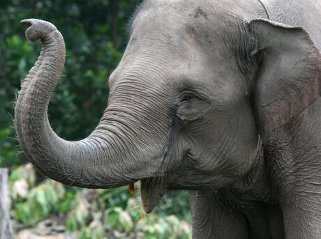 Adopt a Bornean Elephant  Asian elephant symbolic adoption from WWF