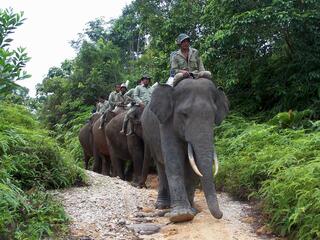 Asian Elephant Reducing Human Elephant Conflict