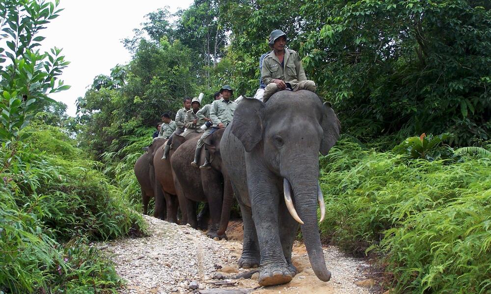 Asian Elephant Reducing Human Elephant Conflict