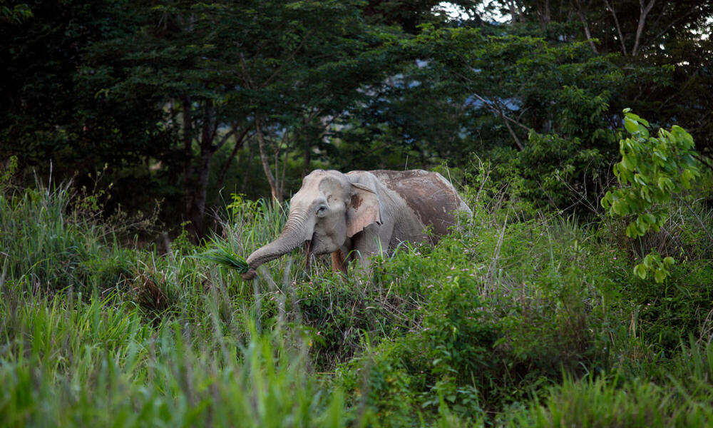 Asian elephant in forest