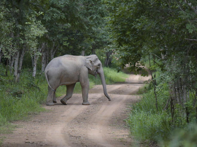 Asian elephant (Elephas maximus) walking through the forest in  Kui Buri National Park in Thailand