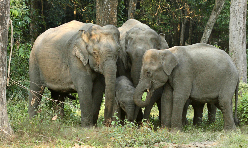 elephants in Kaziranga