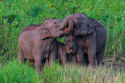 Two adult elephants and a calf intertwine their trunks